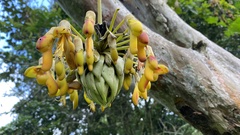 Mucuna holtonii