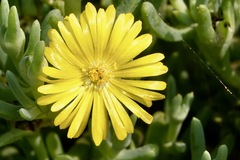 Malephora lutea