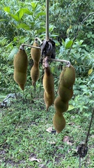 Mucuna holtonii