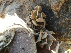 Adromischus liebenbergii