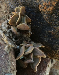 Adromischus liebenbergii
