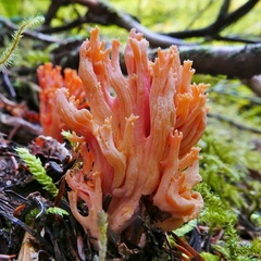 Ramaria cyaneigranosa persicina