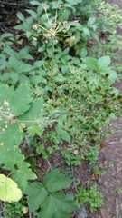 Tordylieae