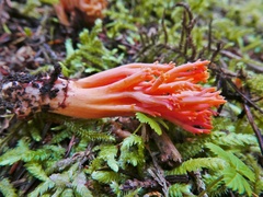 Ramaria cyaneigranosa persicina