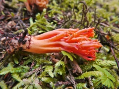Ramaria cyaneigranosa persicina