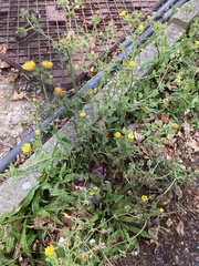 Helminthotheca echioides