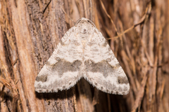 Macaria pallipennata