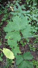 Tordylieae