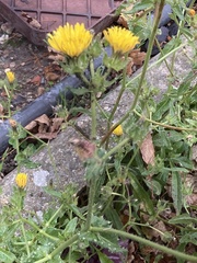 Helminthotheca echioides