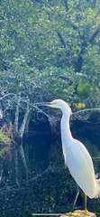 Egretta thula image