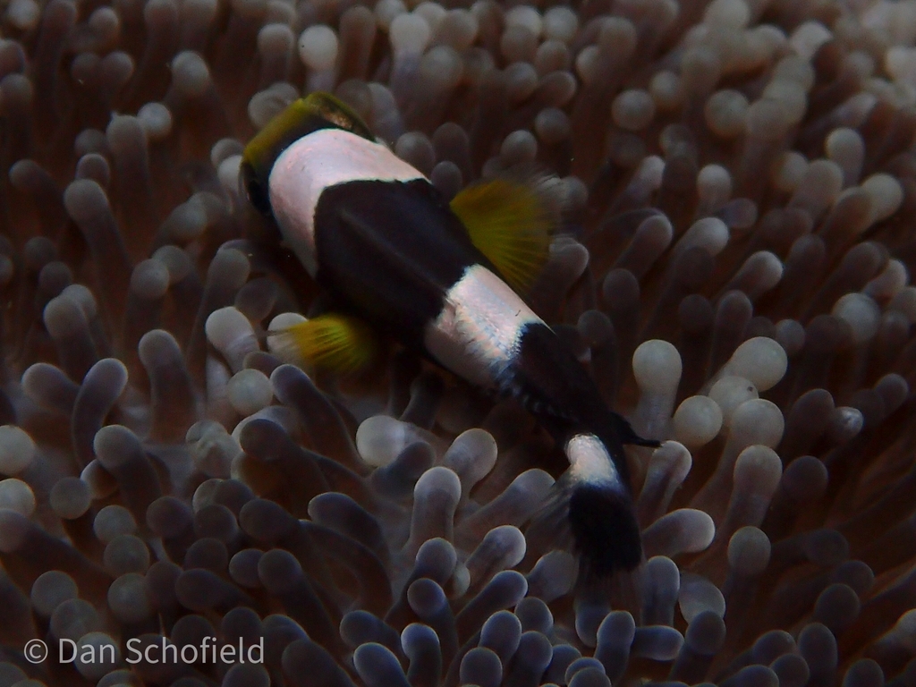brownsaddle clownfish