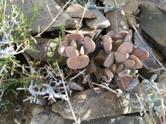 Adromischus liebenbergii