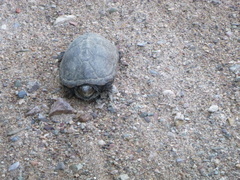 Kinosternon sonoriense