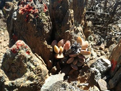 Adromischus liebenbergii