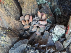 Adromischus liebenbergii