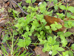 Moehringia trinervia