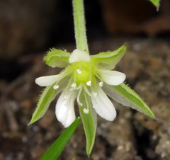 Moehringia trinervia
