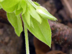 Moehringia trinervia