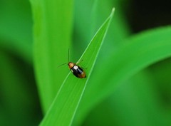 Monolepta quadriguttata