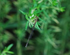 Platycnemis phyllopoda