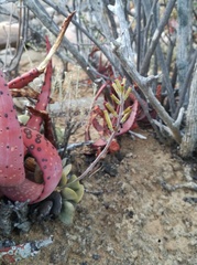 Adromischus liebenbergii