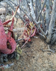 Adromischus liebenbergii