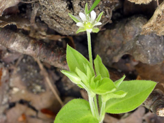 Moehringia trinervia