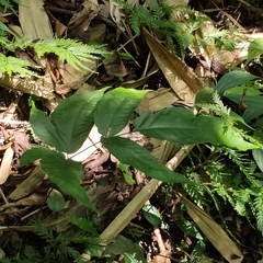 Tectaria polymorpha