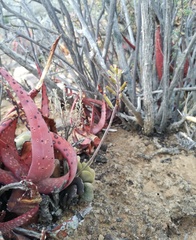 Adromischus liebenbergii