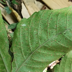 Tectaria polymorpha
