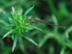 Platycnemis phyllopoda