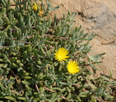 Malephora lutea