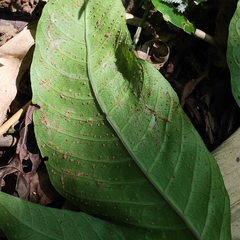 Tectaria polymorpha