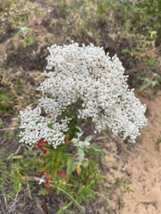 Eriogonum annuum