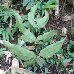 Tectaria polymorpha