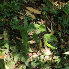 Tectaria polymorpha
