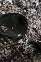 Plicariella