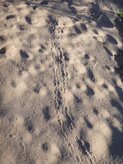 Kinosternon sonoriense