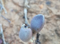 Adromischus liebenbergii