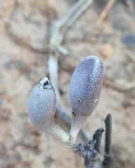 Adromischus liebenbergii
