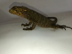 Enyalioides