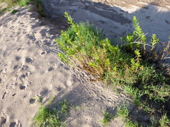 Kinosternon sonoriense