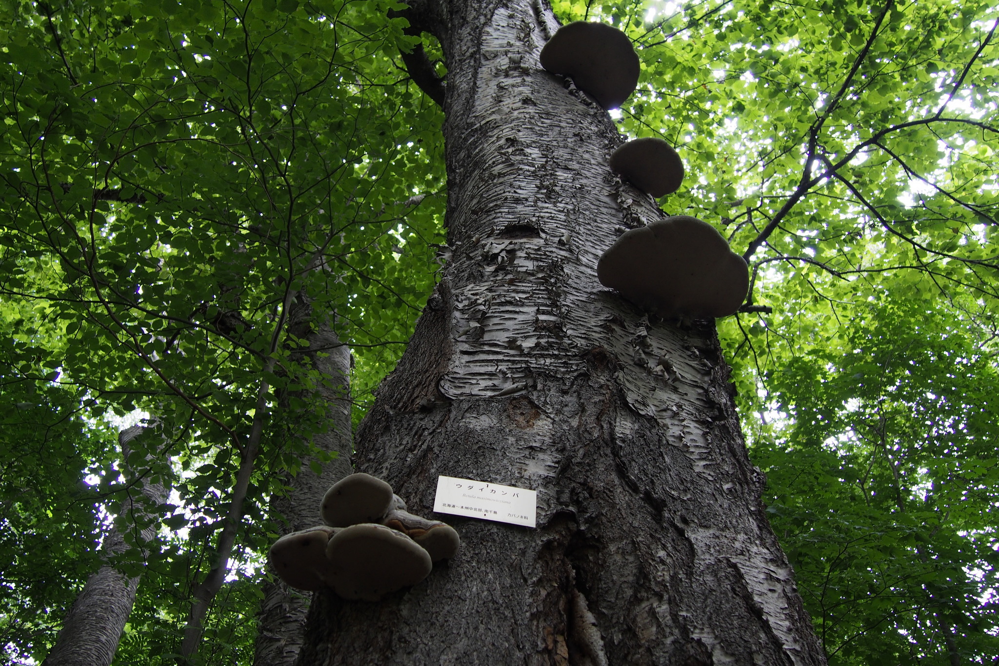 Piptoporus betulinus image