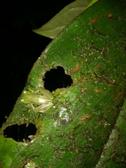 Chimerella mariaelenae