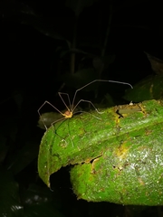 Chimerella mariaelenae