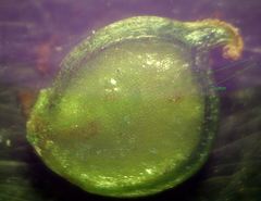 Ranunculus tuberosus