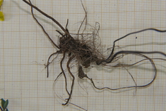 Ranunculus tuberosus
