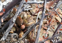 Adromischus liebenbergii