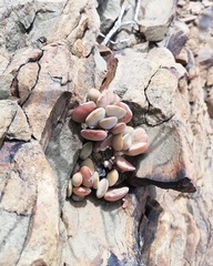 Adromischus liebenbergii