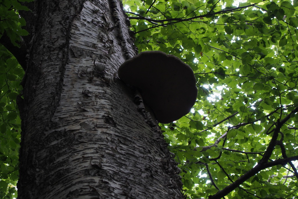 Maximowicz's Birch